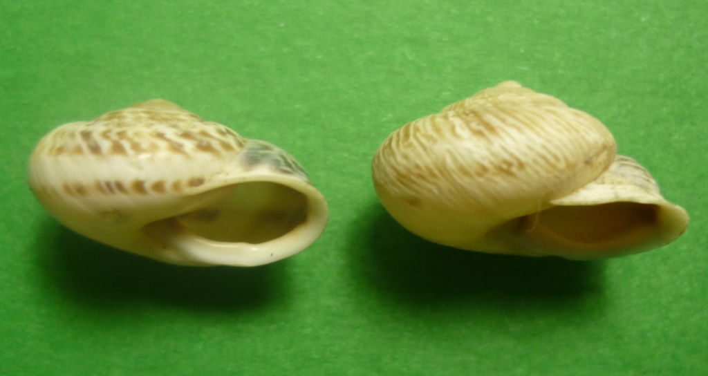 Marmorana muralis